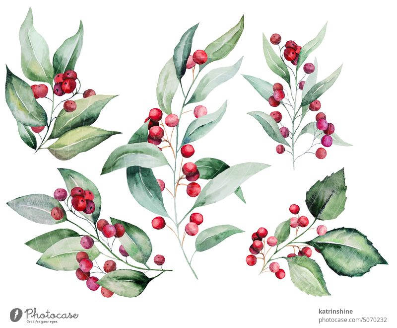 Christmas watercolor twigs with green leaves and red berries. Holidays design Illustration Decoration Drawing Element Hand drawn Isolated Mistletoe Ornament