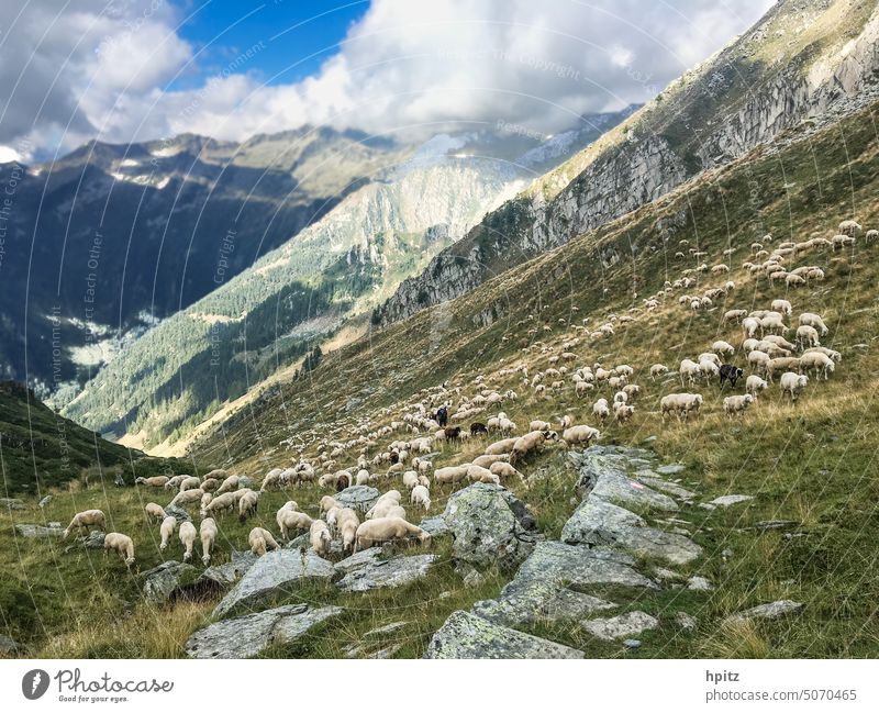 Sheep on steep slope sheep mountains Mountain slope with flock of sheep mountain landscape Flock