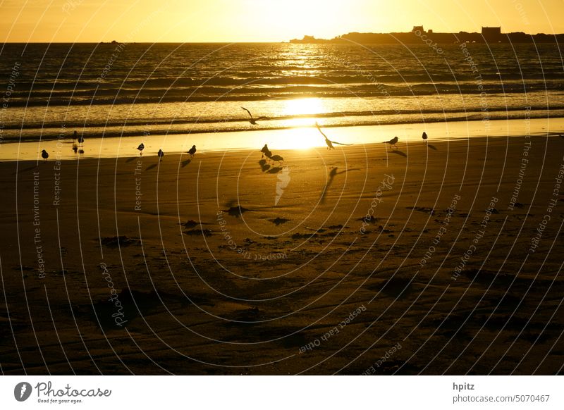Seagulls in the evening seagulls Sunset Ocean coast Beach Brittany