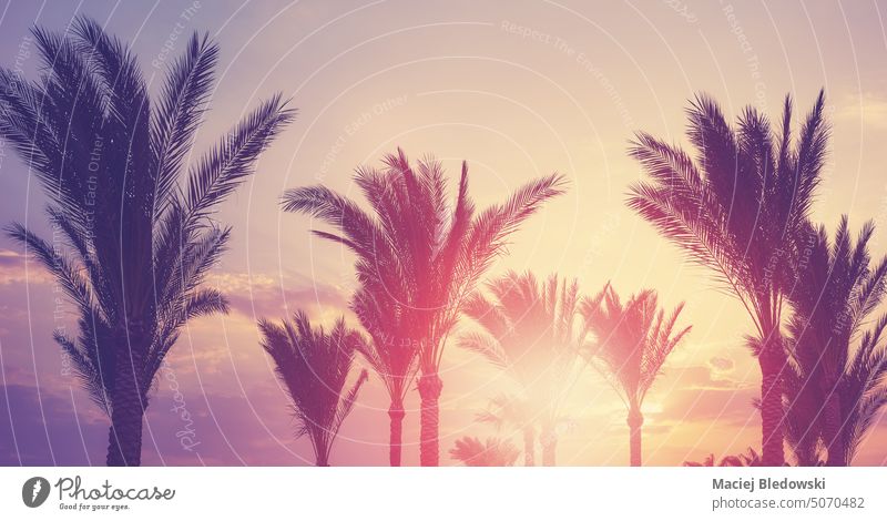Palm trees silhouettes at sunset, color toning applied. palm nature vacation oasis paradise sky summer tropical toned retro holidays palm tree beautiful