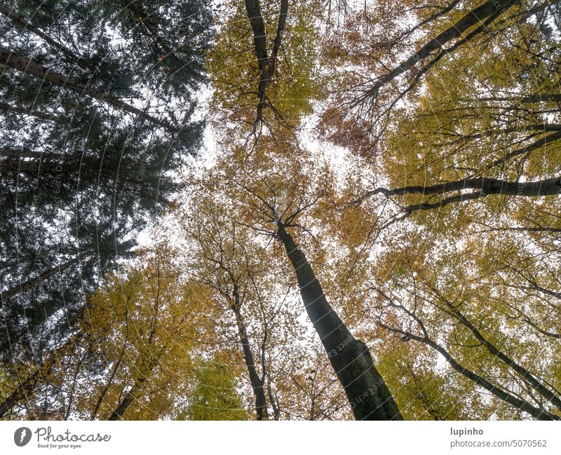 Autumn tree tops seen from below Treetops Perspective Delicate October Book spruces Nature Bavaria