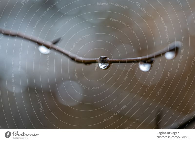 In the raindrop on a branch the world is upside down raindrops Twig Drops of water Wet Damp Nature Rain Weather Close-up out bokeh Exterior shot Water