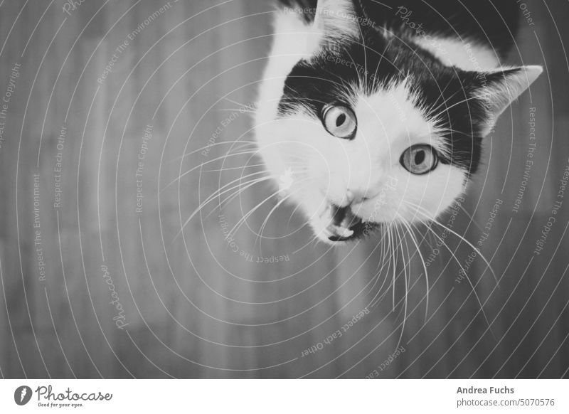 Cat meows hangover Pet Animal portrait Cat's head meowing cat screams