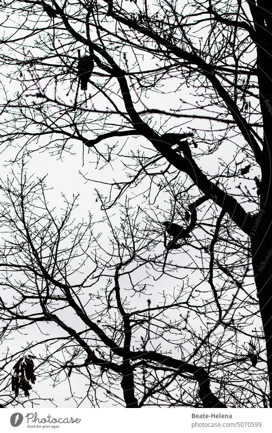 Crow birds in tangle of branches Tree trunk Black & white photo crowing bird Twigs and branches Nature Deserted Exterior shot twigs Plant Sky cloudy weather