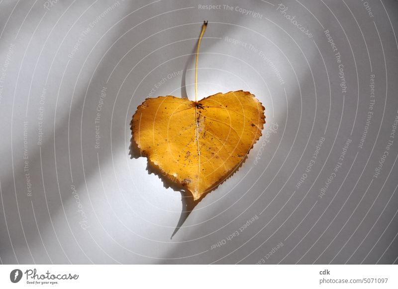 Heart leaf | golden yellow autumn leaf in the shape of a heart. heart shape sweetheart Love Enthusiasm Being in love Happy Sign Heart-shaped Together Romance