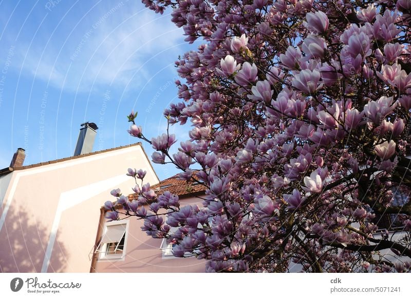 fine company | magnolia blossom in front of pink house | tone on tone. Spring Nature Blossom Blossoming Pink Tree Garden Front garden Environment naturally
