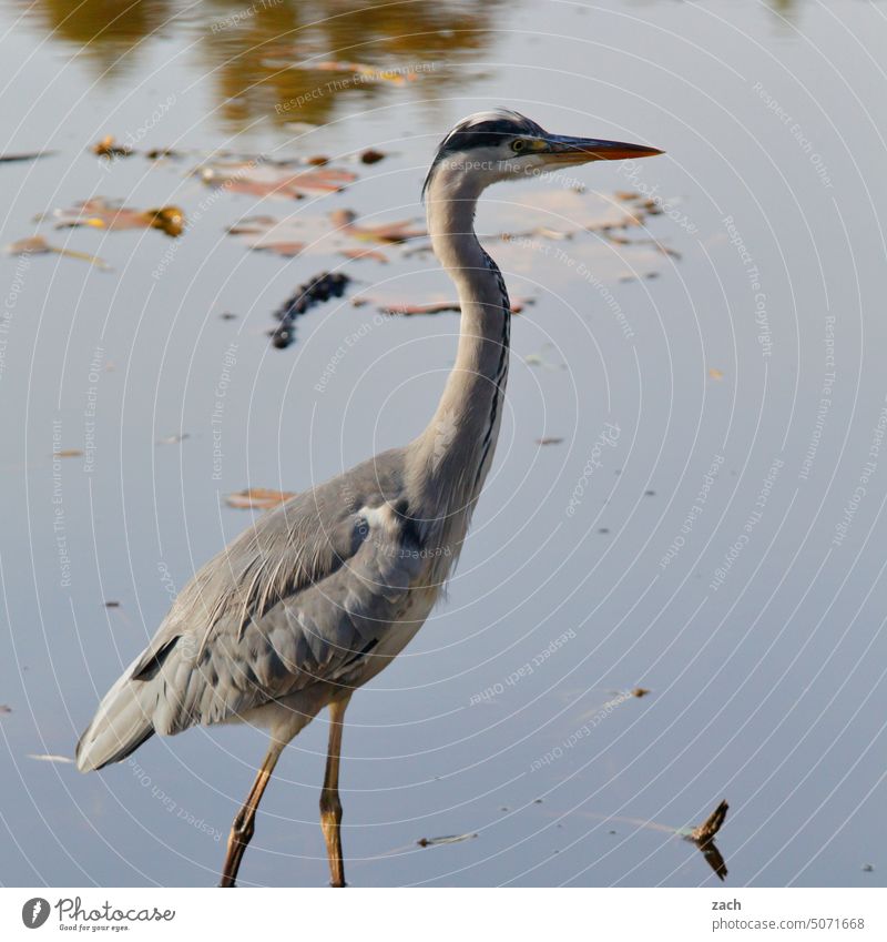 R for... I ... row Bird Heron Water Animal Lake waterfowl Reflection waterfowls Nature