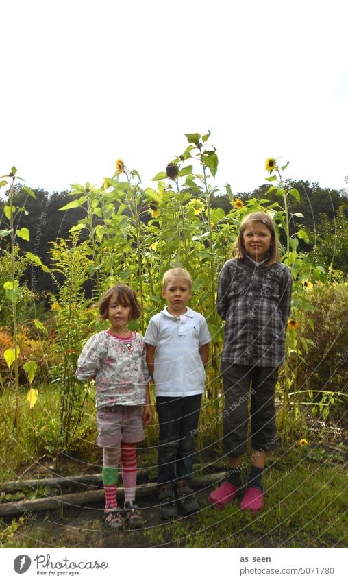 Organ pipes between sunflowers Summer Infancy Garden children three Sunflowers Brothers and sisters Humor Girl Boy (child) Child Blonde Dark-haired