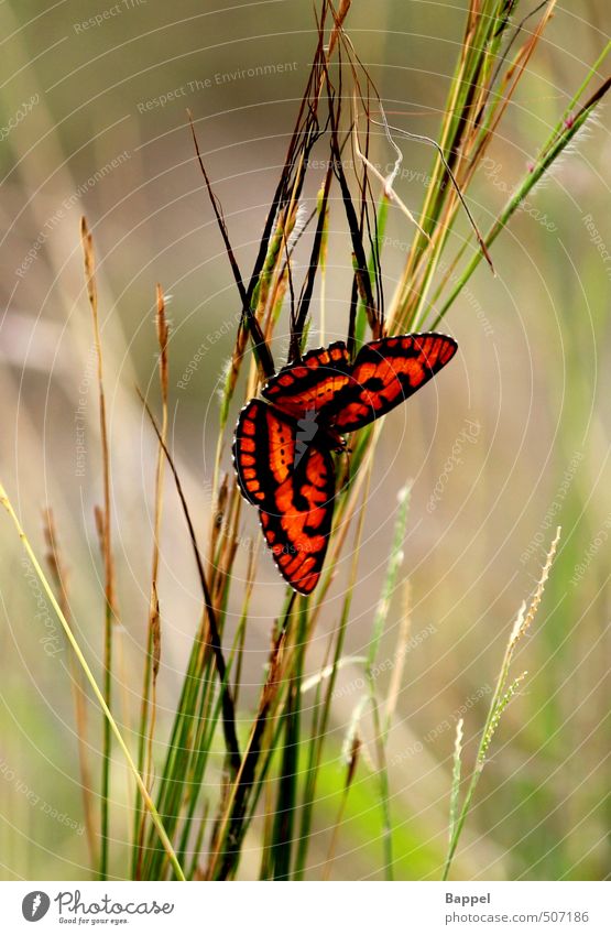 silent moment Nature Animal Butterfly 1 Moody Spring fever Calm Freedom Colour photo Exterior shot Close-up Shallow depth of field