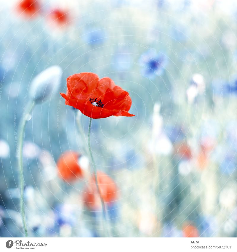 pastel colored background with poppy and cornflowers Flora beautiful beauty bloom blooming blossom blue book cover bright bud close up closeup colorful colors