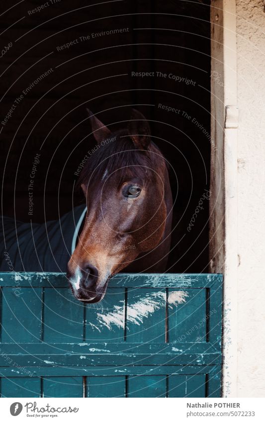Horse in its stall at stud Horse's head Stall Animal portrait Farm animal Brown Animal face Looking into the camera Colour photo Exterior shot Eyes Nature Day