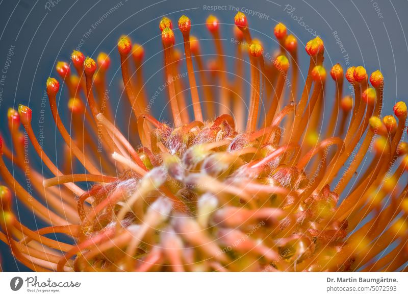 Pollen presenter in the inflorescence of Leucospermum cordifolium Pincushion Plant Blossom Proteaceae from South Africa shrub Evergreen Pot plant