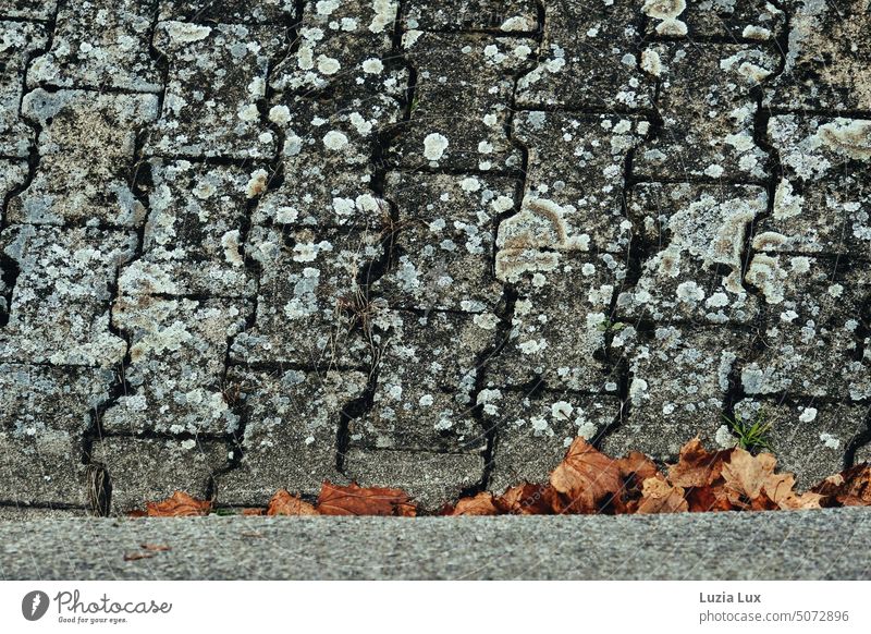 between sidewalk edge and paving stones lies autumn leaves Sidewalk edge Street Town Stone Gray Old blotchy stains Lichen Lichen infestation foliage