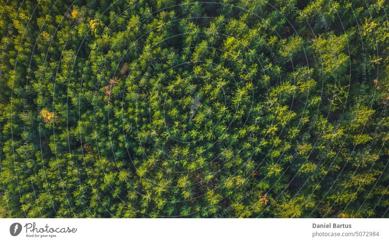 Aerial view of a colorful autumn forest on a summer day. View in Attitude. Forest Lane In Aerial View. aerial aerial view agriculture airplane autumn background
