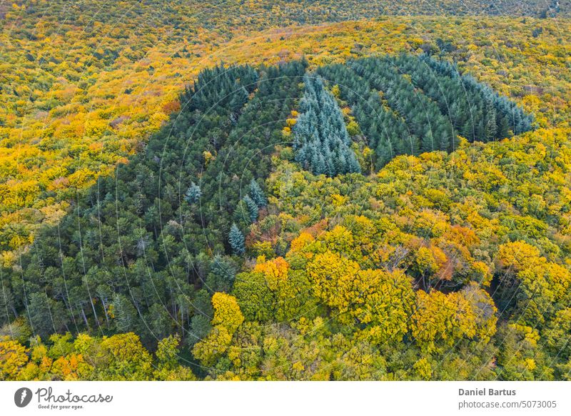 Aerial view of a colorful autumn forest on a summer day. View in Attitude. Forest Lane In Aerial View. aerial aerial view agriculture airplane autumn background