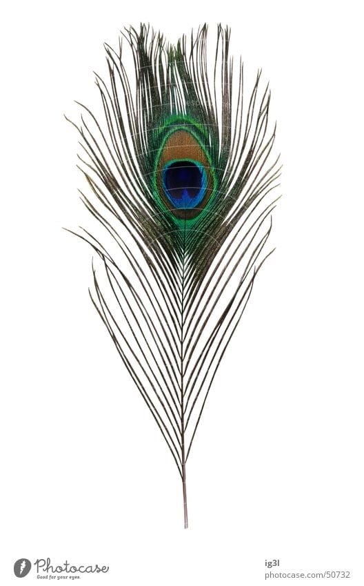 blind eye Peacock Peacock feather Seeming Beautiful Heavenly Soft Blind Green Glittering Thread Thin Plucked Run away Detached Individual Jewellery Watchfulness