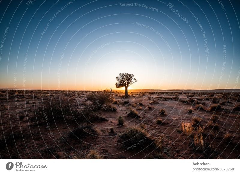 alone on the stage of the world Kokerboom tree Tree Exceptional Namib desert Sunrise Dream Hope Dark Idyll romantic Fantastic Twilight silent beautifully