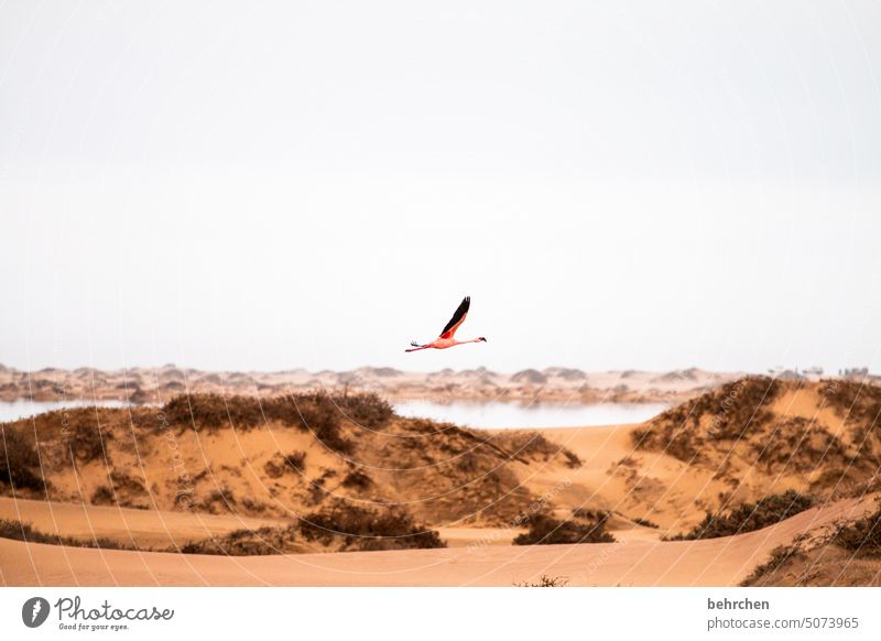 unique piece Free Flying Flamingo birds Wild animal Sand Desert Namibia Africa Ocean Far-off places Wanderlust travel Freedom Nature Vacation & Travel