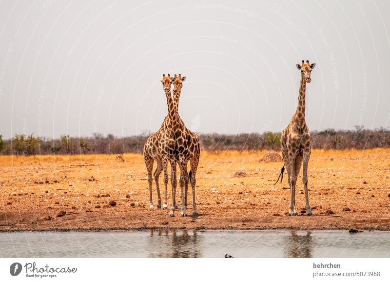 The three from the gas station Animal face Deserted Tourism Trip Animal portrait Wilderness Fantastic Wild animal Love of animals Animal protection Giraffe