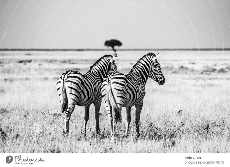 friendship | two of a kind etosha national park Etosha Etosha pan Exceptional Animal portrait Fantastic Wild animal Free Wilderness Zebra Safari travel