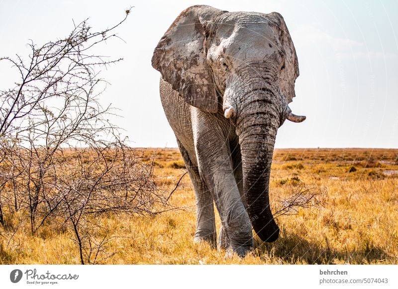 stately peril risky Dangerous Bull elephant Elephant etosha national park Etosha Etosha pan Fantastic Wild animal Exceptional Free Wilderness Animal Namibia