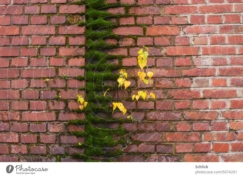 Autumn, young birch with yellow leaves grows out of mossy brick wall Birch tree youthful Yellow Moss Red Pioneer plant Autumnal colored Exterior shot Tree