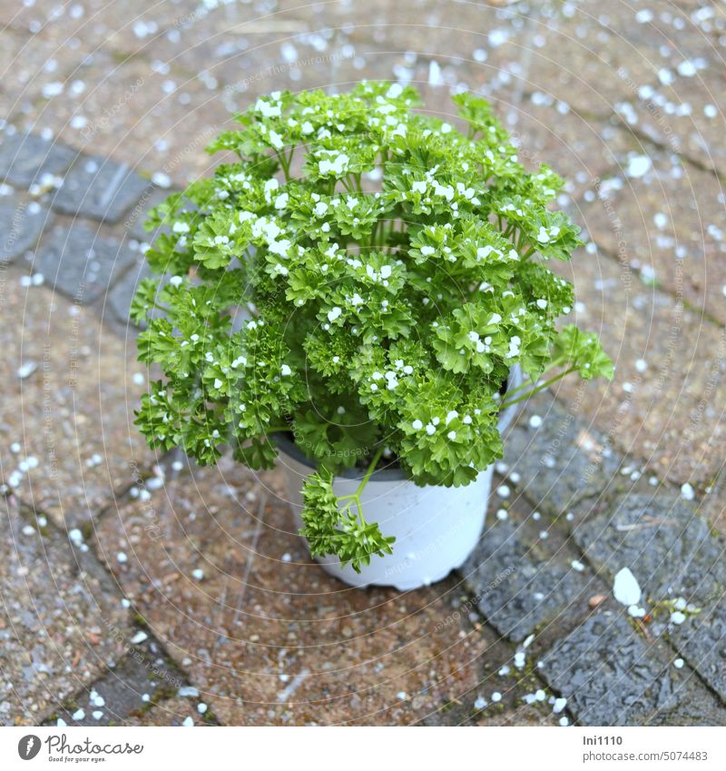 when you spoil the parsley saying Figure of speech Proverbs Colloquial Plant kitchen herb Parsley Flowerpot in pot Bad weather hailstorms April weather