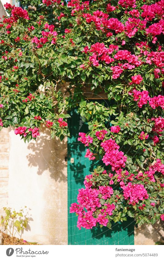 Bougainvillea Tür Pforte Eingang Blühen Mediterran Süden Südfrankreich Sonne Sommer Schatten Kletterpflanze Pink Rosa Natur Wachsen Holztür Sormiou Marseille