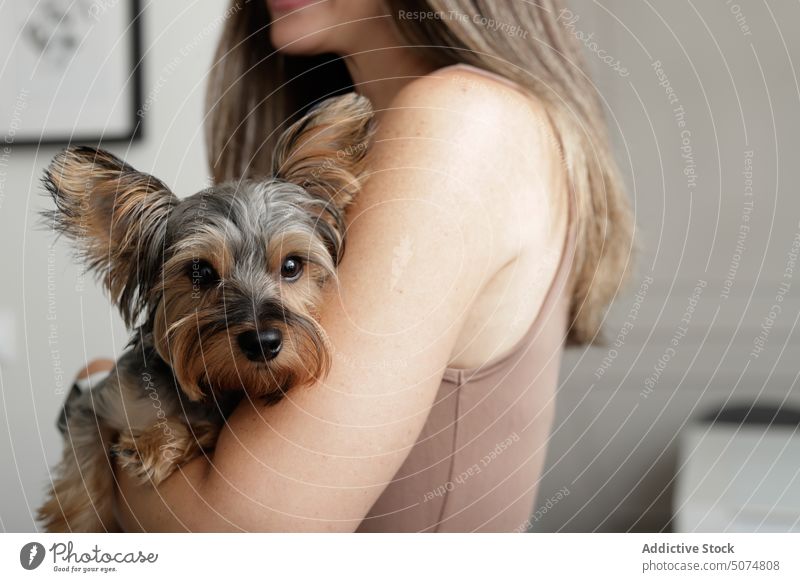 Woman holding dog at home woman owner yorkshire terrier pet companion purebred animal canine domestic friend loyal love breed pedigree caress affection together