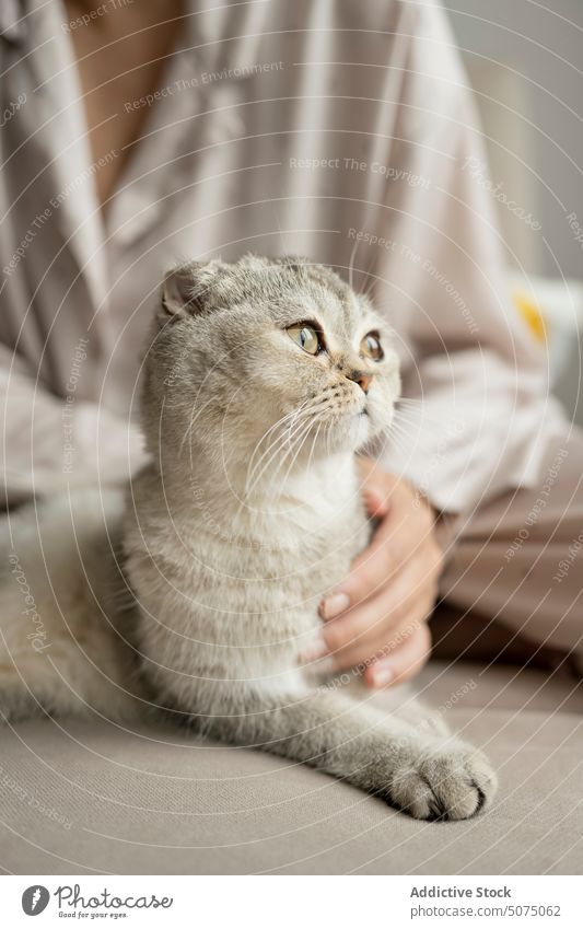 Female owner caressing cat on sofa woman scratch hug scottish fold home weekend female touch pajama pet embrace feline friend comfort companion affection