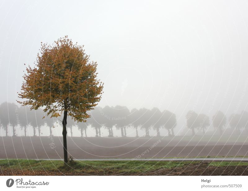 autumnal Environment Nature Landscape Plant Autumn Fog Tree Field Street Stand To dry up Growth Esthetic Authentic Dark Natural Brown Gray Green Moody Calm