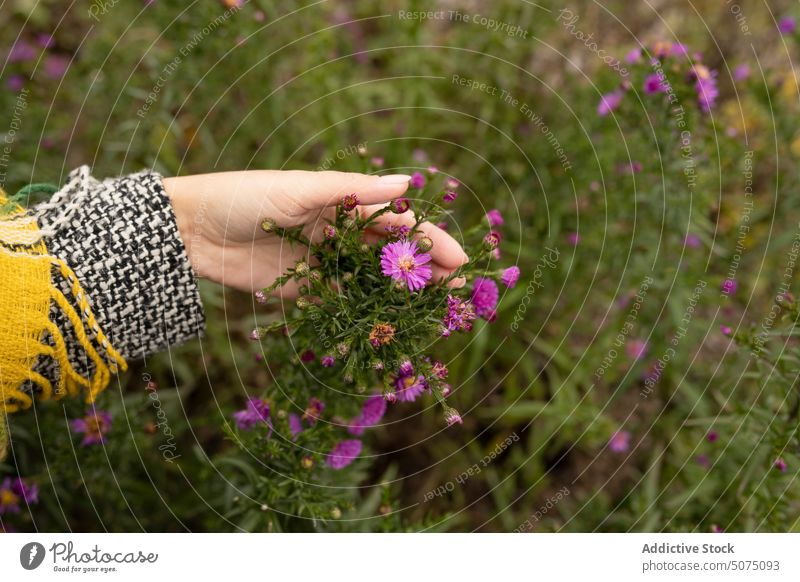 Crop woman with blooming flowers in park garden plant nature pink fresh touch asteraceae astra new belgian season female floral warm clothes botany daytime