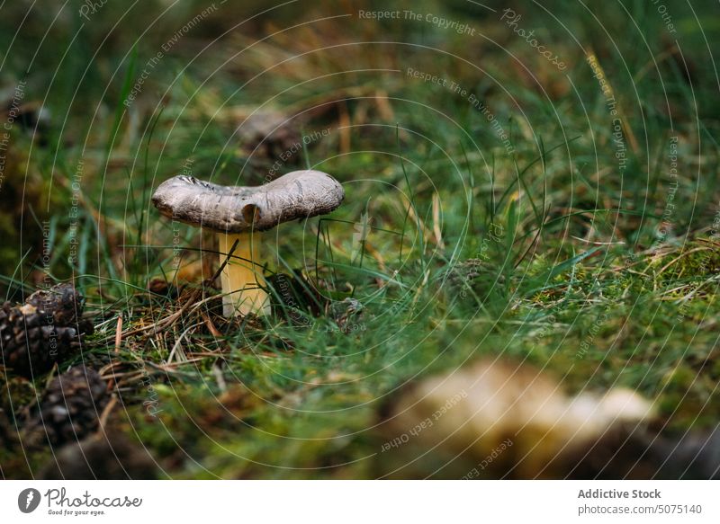 Granulated bolete mushroom in grass weather fresh granulated bolete nature forest growth morning dew green season wet suillus granulatus summer vegetate lush