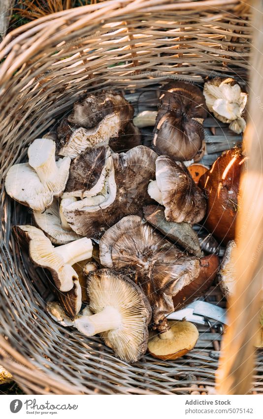 Basket with various fresh mushrooms basket forest collect many wicker autumn assorted harvest season nature organic natural fungi lactarius deliciosus