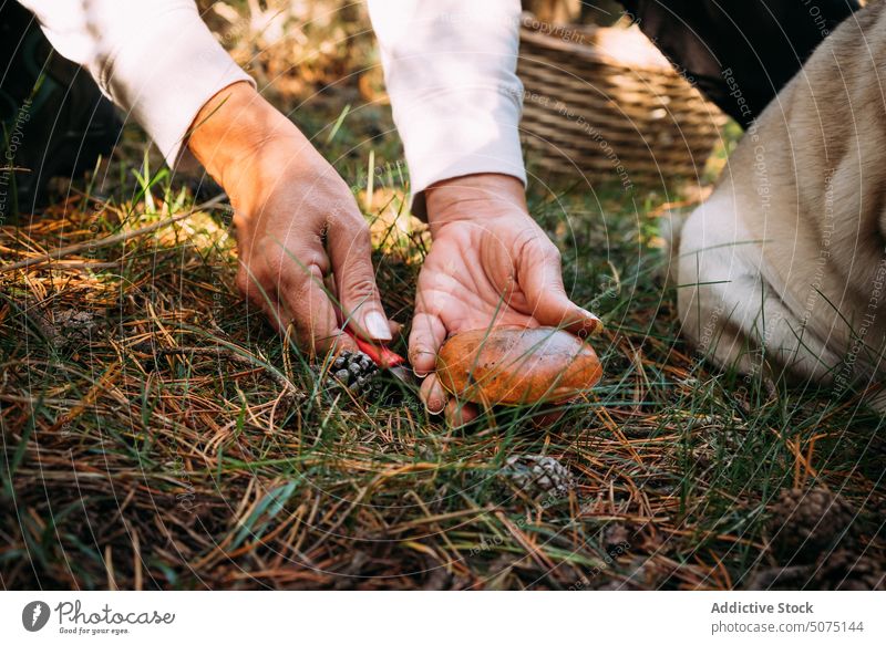 Crop woman cutting mushroom from ground grass knife collect granulated bolete natural summer female nature fresh pick season countryside organic plant daytime