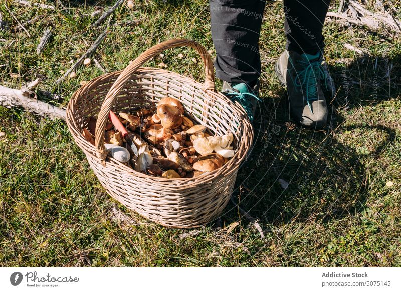 Crop anonymous person with basket with mushroom woman collect forest assorted autumn fresh wicker organic female pick season nature fall natural fungi feet many