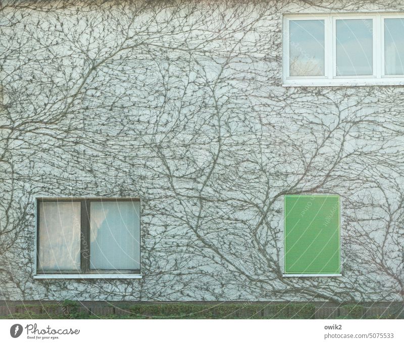 Green blind Wall (building) Building Creeper Tendril Wall decoration Pattern Detail Growth Window Facade Wall (barrier) Exterior shot Deserted Colour photo