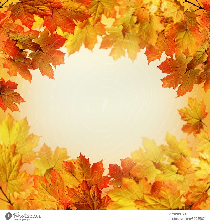Frame of autumn maple leaves with copy space frame golden border natural tree colorful seasonal bright nature red texture background fall leaf orange