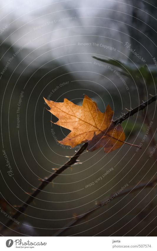 autumnal Nature Plant Autumn Tree Leaf Forest Hang Natural Serene Calm Idyll Loneliness Colour photo Exterior shot Close-up Deserted Copy Space top