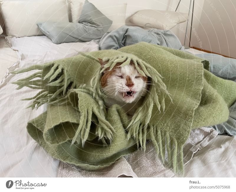 November 2022 hangover cared needy boyfriend Love of animals warm Old Animal Domestic cat Animal portrait Pet Cat Wool blanket Cold Energy Saving Bed