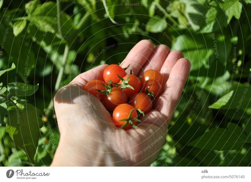 A handful of last small cocktail tomatoes from the garden. I guess that's it. Hand Small Round Red cute Delicious tastily Fresh salubriously Snack at hand Take