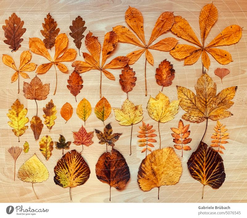 Autumn leaves systematically arranged foliage coloured leaves Autumn foliage color Orange autumn light Foliage colouring Autumnal colours Nature Transience Leaf