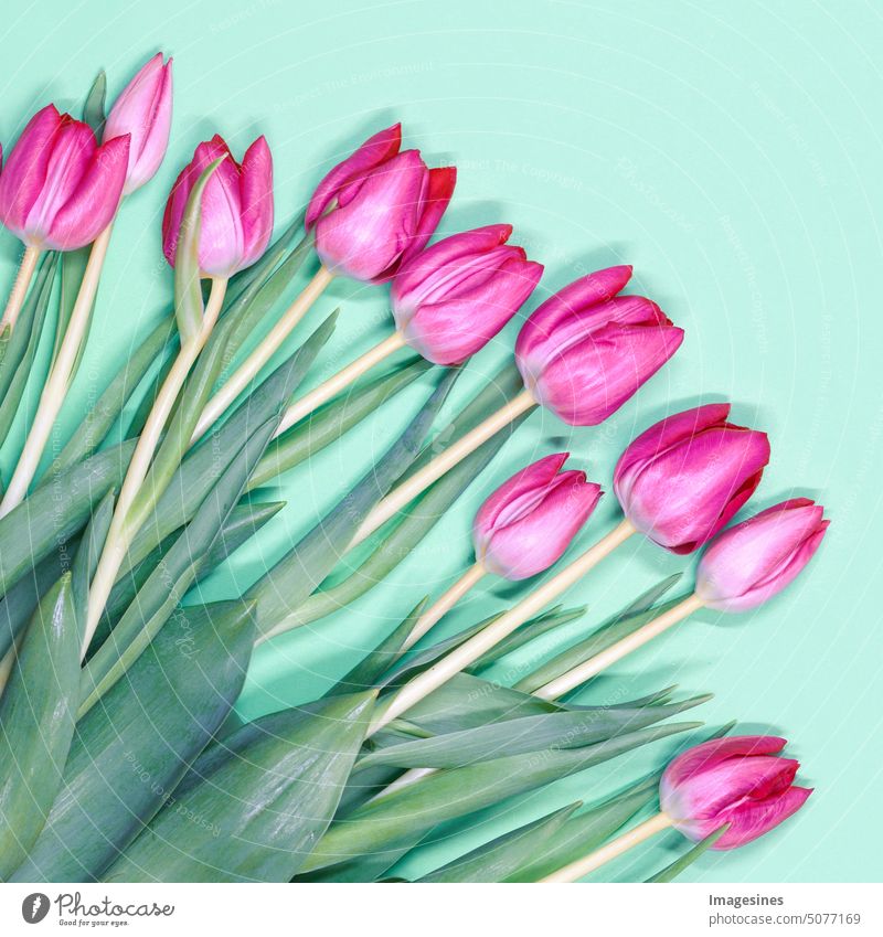 Bouquet of tulips. Beautiful pink tulips on pink pastel background. Top view. bouquet of tulips Ostrich pretty Pink Above 14 8 backgrounds Beauty & Beauty