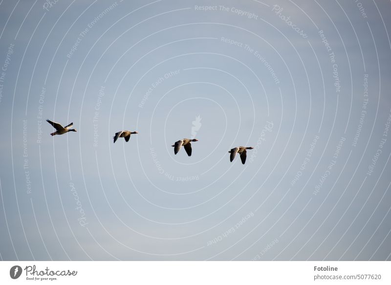 Four geese are heading for their winter quarters. They beat their wings vigorously. Have a good flight! Goose Bird Animal Exterior shot Colour photo Day
