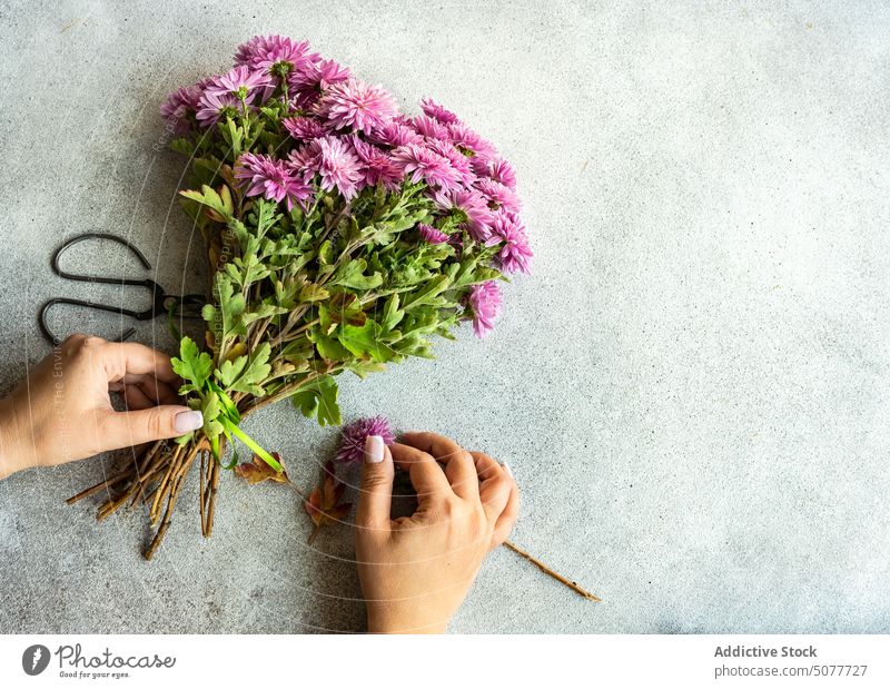 Autumnal purple Chrysanthemum flowers aster asteraceae autumn autumnal background bouquet chrysanths concrete fall flat lay floral green hand hold mums natural
