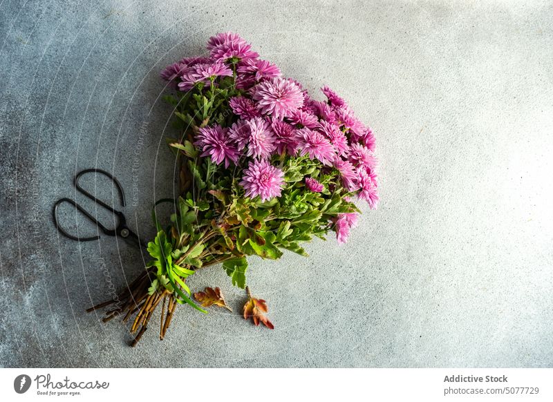 Autumnal purple Chrysanthemum flowers aster asteraceae autumn autumnal background bouquet chrysanths concrete fall flat lay floral green mums natural nature