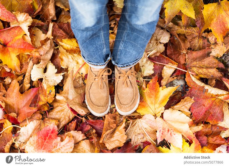 Person in boots standing on dry autumn leaves person foliage fall ground leaf park environment yellow footwear shoe plant season october nature colorful flora