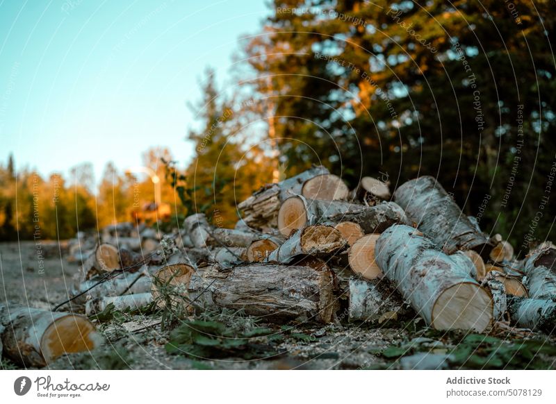 Stack of firewood in forest stack log pile timber autumn tree environment nature woods blue sky cloudless sun fall woodland heap woodpile daytime trunk ecology