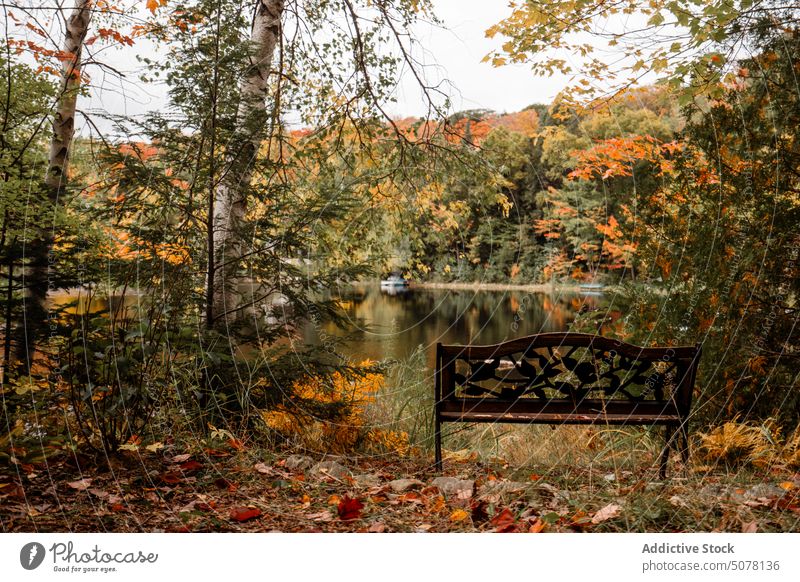 Wooden bench in autumn forest wooden lake park tree colorful foliage nature greenery quiet calm ecology scenic picturesque idyllic woods harmony fresh air