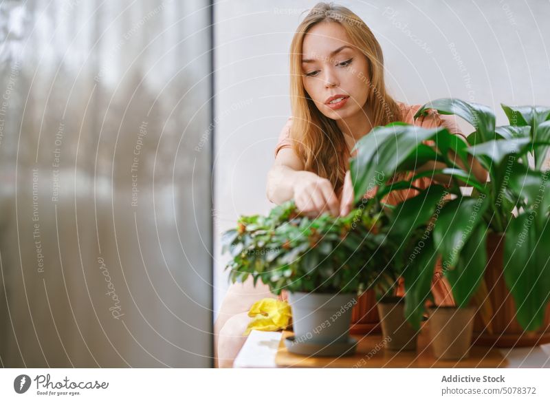 Young woman tending green potted plants domestic table hobby light room at home positive female lady young calm flowerpot apartment decor lifestyle daylight